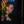 Hypnotriod thumbnail